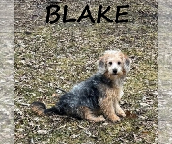 Medium Photo #1 YorkiePoo Puppy For Sale in HARTLAND, MN, USA