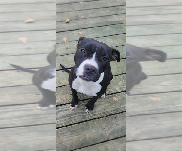 Medium Photo #6 Mutt Puppy For Sale in Murfreesboro, NC, USA