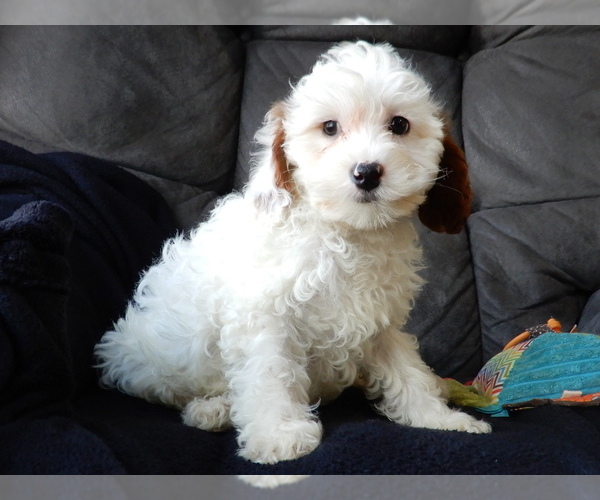 Medium Photo #3 Cavapoo (Miniature) Puppy For Sale in WOOSTER, OH, USA