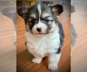 Pembroke Welsh Corgi Puppy for sale in WOODLAND, WA, USA
