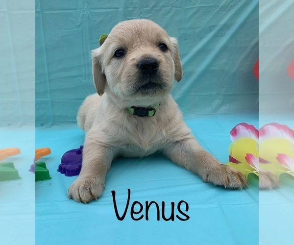 Medium Photo #12 Golden Retriever Puppy For Sale in DEARBORN, MO, USA