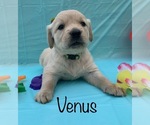Small Photo #12 Golden Retriever Puppy For Sale in DEARBORN, MO, USA