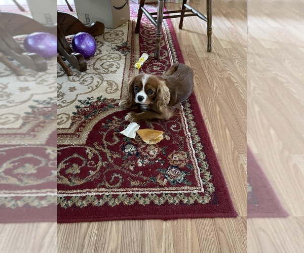Medium Photo #1 Cavalier King Charles Spaniel Puppy For Sale in KANSAS CITY, MO, USA