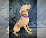 Small #1 Black Mouth Cur-Catahoula Leopard Dog Mix