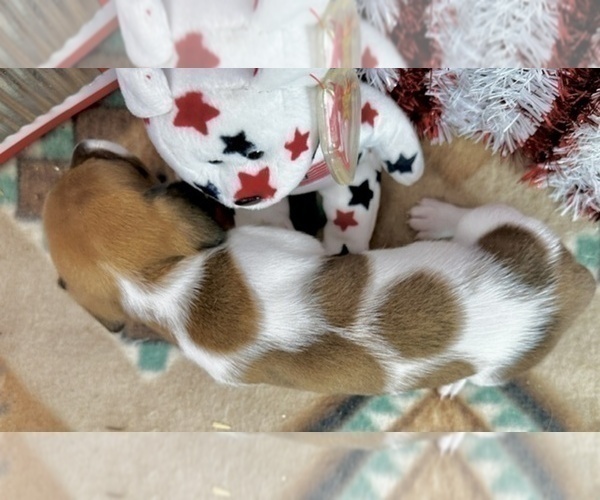 Medium Photo #3 Dachshund Puppy For Sale in CASSVILLE, MO, USA
