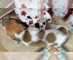 Small #2 Dachshund