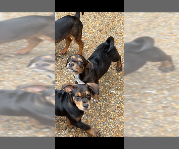 Medium Photo #3 Cheagle Puppy For Sale in Jackson Township, NJ, USA