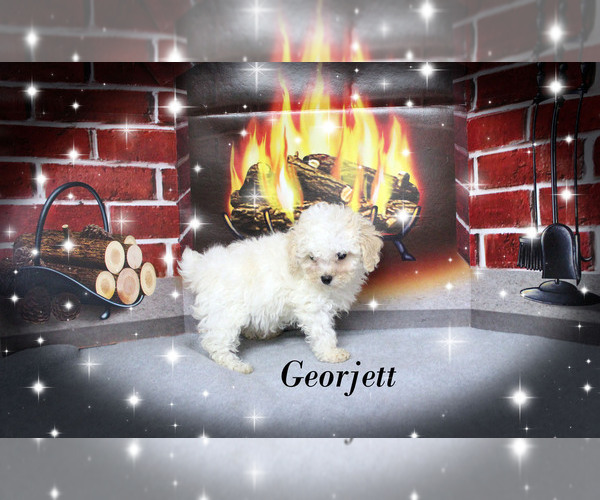 Medium Photo #17 Poodle (Toy) Puppy For Sale in CHANUTE, KS, USA
