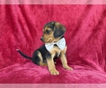 Small #3 Beagle-Labradoodle Mix