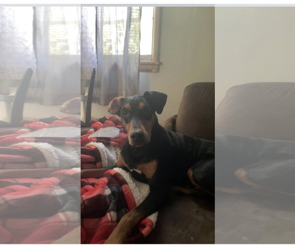 Medium Photo #5 Doberman Pinscher Puppy For Sale in Minneaoplis, MN, USA