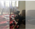 Small #4 Doberman Pinscher