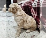Puppy 7 Goldendoodle