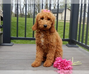 Goldendoodle Puppy for Sale in MILLERSBURG, Ohio USA