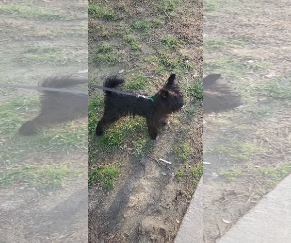 Medium Photo #2 Mutt Puppy For Sale in Spring Lake, NC, USA