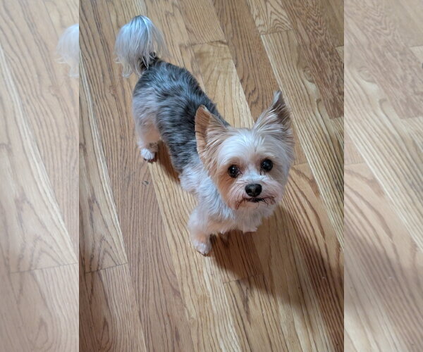 Medium Photo #2 Mutt Puppy For Sale in St. Louis Park, MN, USA