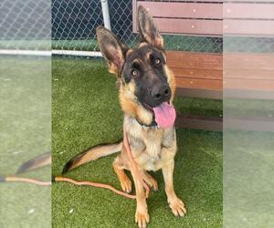 German Shepherd Dog Dogs for adoption in Camarillo, CA, USA