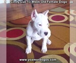 Small Photo #178 Dogo Argentino Puppy For Sale in PINEVILLE, MO, USA