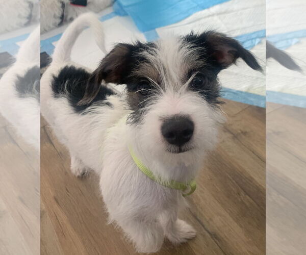 Medium Photo #3 Maltese-Unknown Mix Puppy For Sale in Westminster, MD, USA