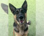 Small German Shepherd Dog