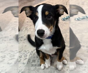 Border Collie-Unknown Mix Dogs for adoption in Mount Airy, NC, USA
