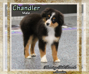 Miniature Australian Shepherd Puppy for sale in FORESTBURG, TX, USA