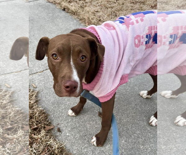 Medium Photo #24 Labrador Retriever-Unknown Mix Puppy For Sale in Mount Laurel, NJ, USA