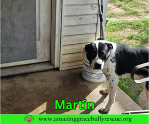 Martin - Male Bulldog-Pointer Mix Dog for Adoption - Photo #6