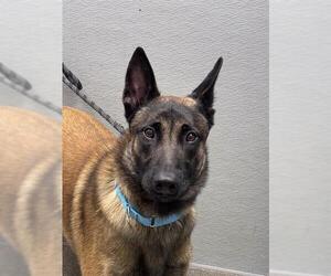 Mutt Dogs for adoption in Las Vegas, NV, USA