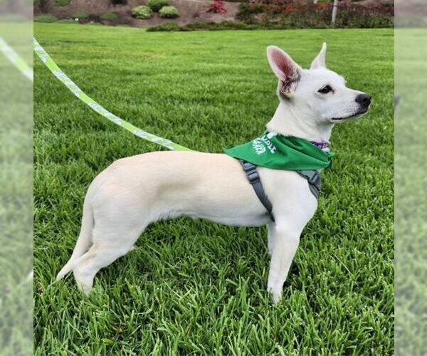 Medium Photo #2 Chiweenie Puppy For Sale in Tustin, CA, USA
