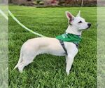 Small #1 Chiweenie