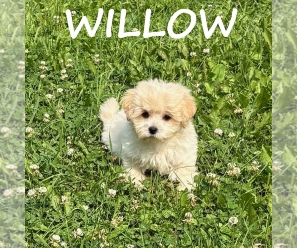 Medium Photo #2 Shih-Poo Puppy For Sale in HARTLAND, MN, USA
