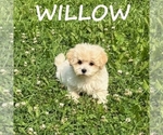 Small #1 Shih-Poo