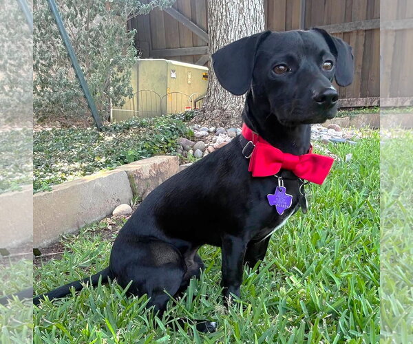 Medium Photo #6 Chiweenie Puppy For Sale in Boonton, NJ, USA