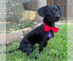 Small Photo #6 Chiweenie Puppy For Sale in Boonton, NJ, USA