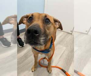 Myla - Female Labrador Retriever-Unknown Mix Dog for Adoption - Photo #6