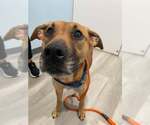 Small #5 Labrador Retriever Mix