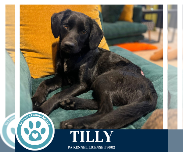 Medium Photo #3 Colonial Cocker Spaniel-Unknown Mix Puppy For Sale in Kimberton, PA, USA