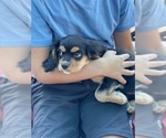 Small Photo #16 Cavalier King Charles Spaniel Puppy For Sale in BENTONVILLE, AR, USA