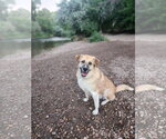 Small #2 Great Pyrenees