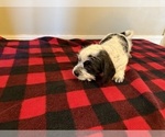Puppy Puppy 1 Schweenie