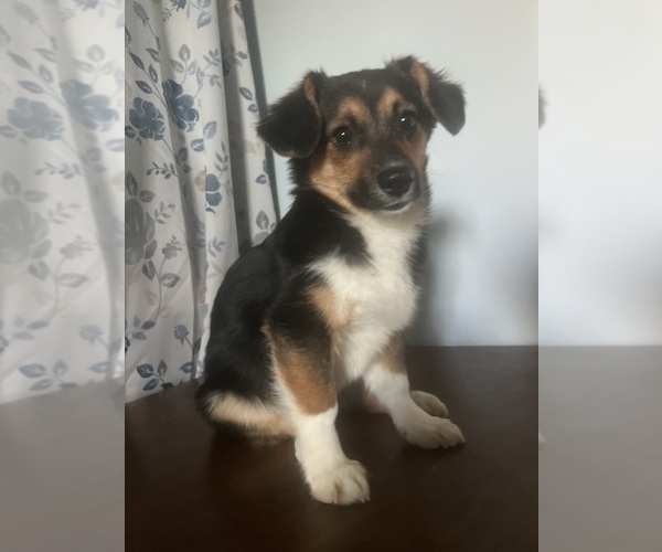 Medium Photo #4 Aussie-Corgi Puppy For Sale in DURHAM, CT, USA
