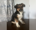 Small #3 Aussie-Corgi