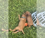 Small #9 Vizsla
