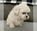 Small #1 ShihPoo