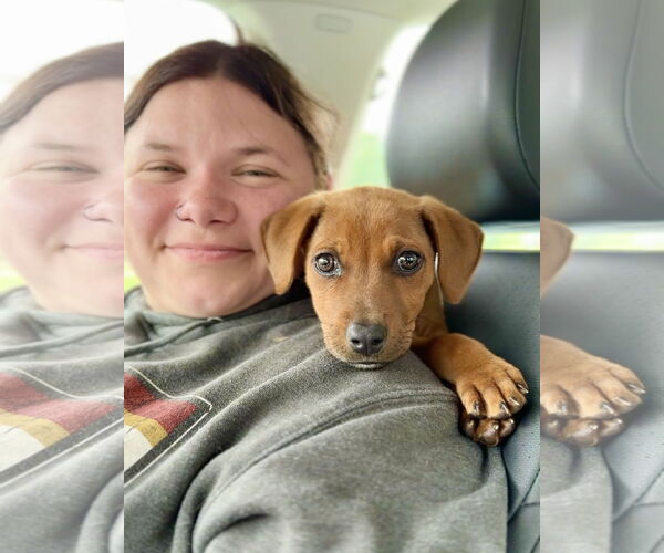 Medium Photo #6 German Pinscher-Unknown Mix Puppy For Sale in West Cornwall, CT, USA
