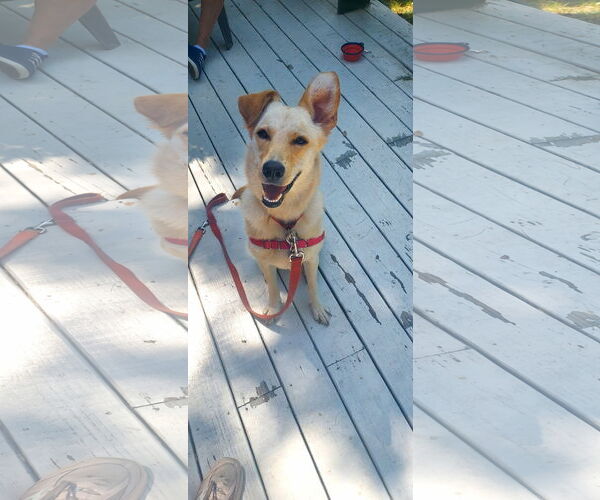 Medium Photo #8 Labrador Retriever-Unknown Mix Puppy For Sale in Woodbury, NY, USA