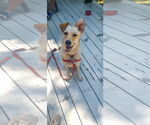Small #7 Labrador Retriever Mix