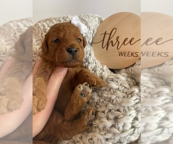 Medium Photo #6 Goldendoodle (Miniature) Puppy For Sale in JENKS, OK, USA