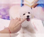Small Photo #5 Poodle (Toy) Puppy For Sale in LAS VEGAS, NV, USA