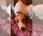 Small #1 Coonhound Mix